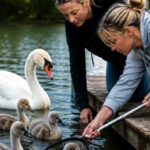 swan rescue thumbnail
